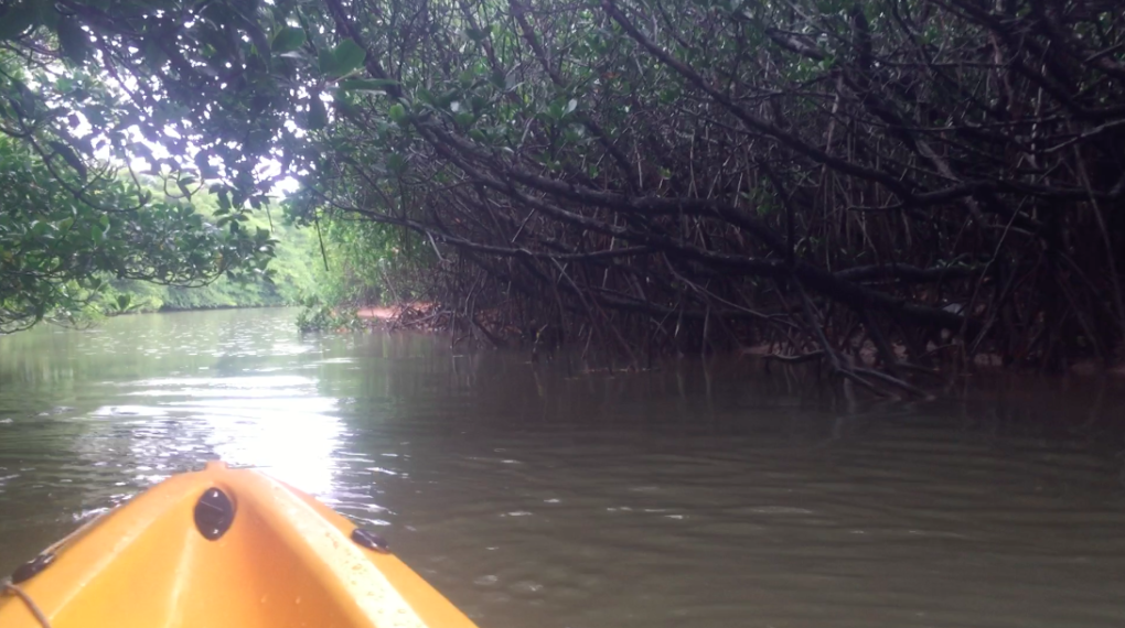 Mangrove Kayaking in Ishigaki