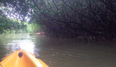 Mangrove Kayaking in Ishigaki