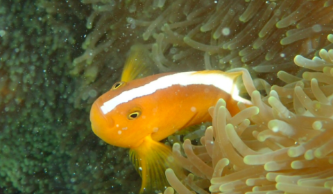 Tropical fish in Ishigaki